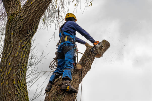 Trusted South Pasadena, FL Tree Removal Experts