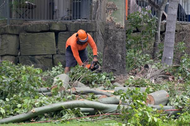 How Our Tree Care Process Works  in  South Pasadena, FL
