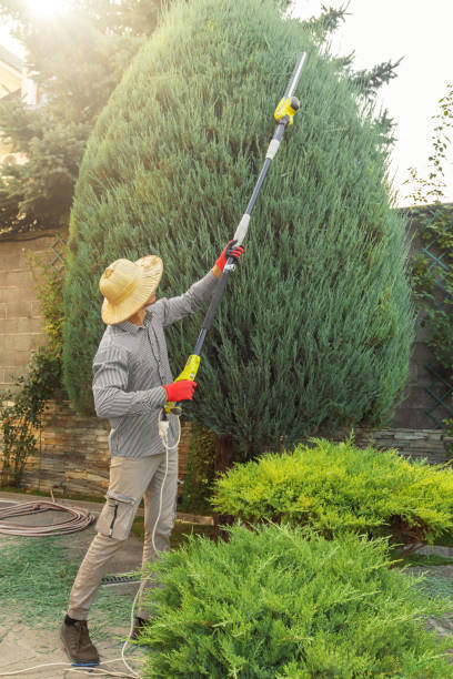Best Lawn Renovation and Restoration  in South Pasadena, FL