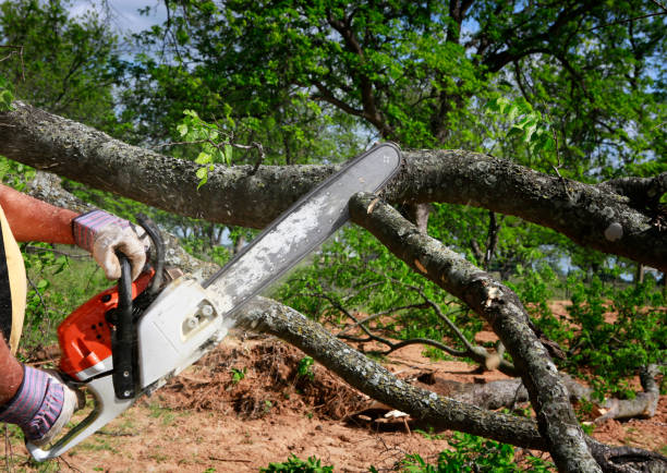 Best Tree Disease Treatment  in South Pasadena, FL